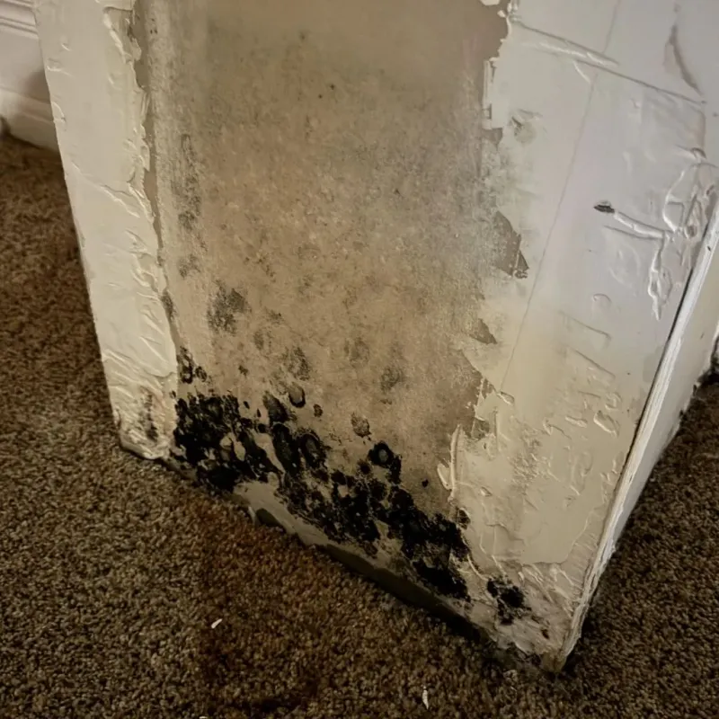 Professional Mold Removal in Black Canyon City, AZ